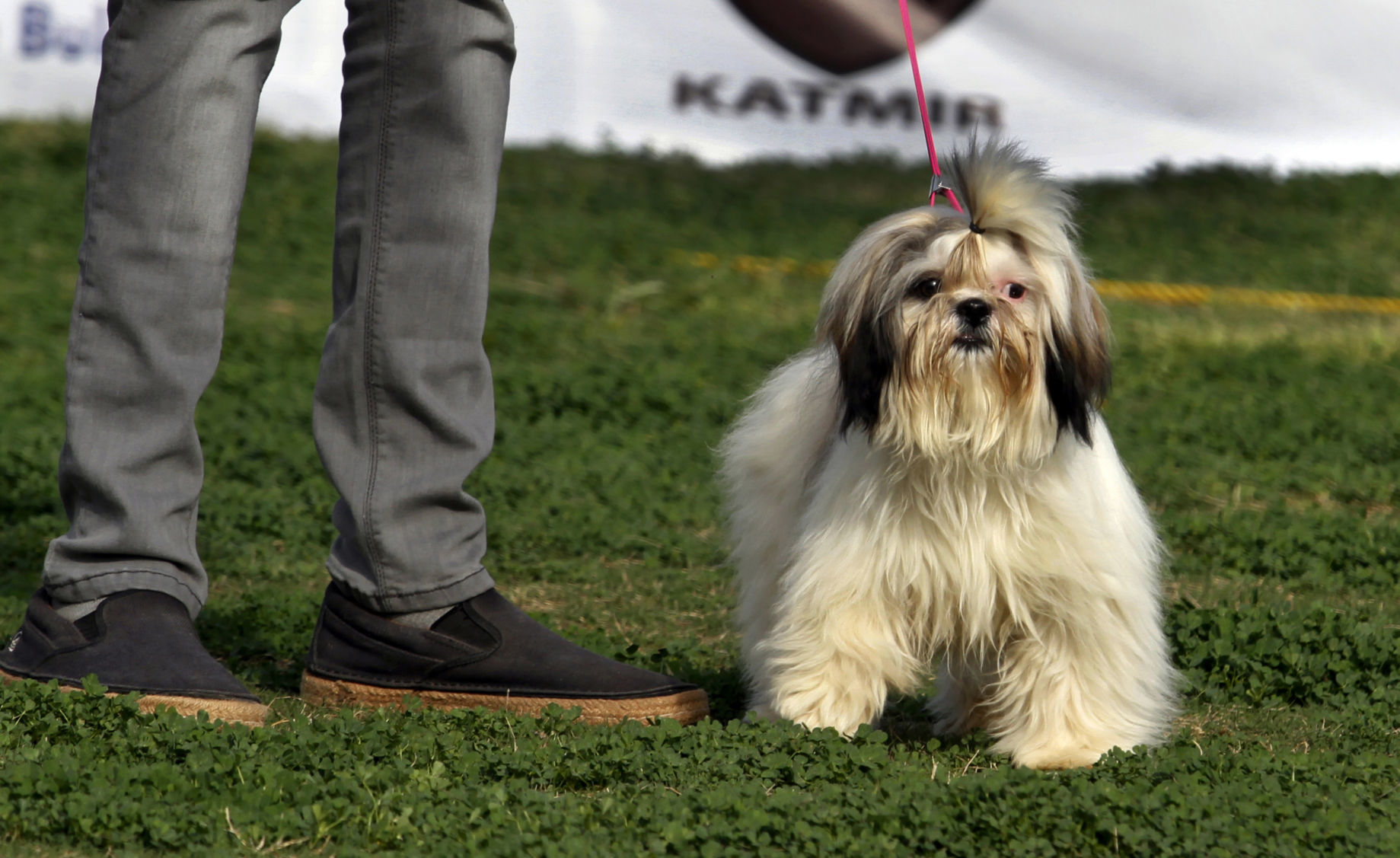 24. Havanese